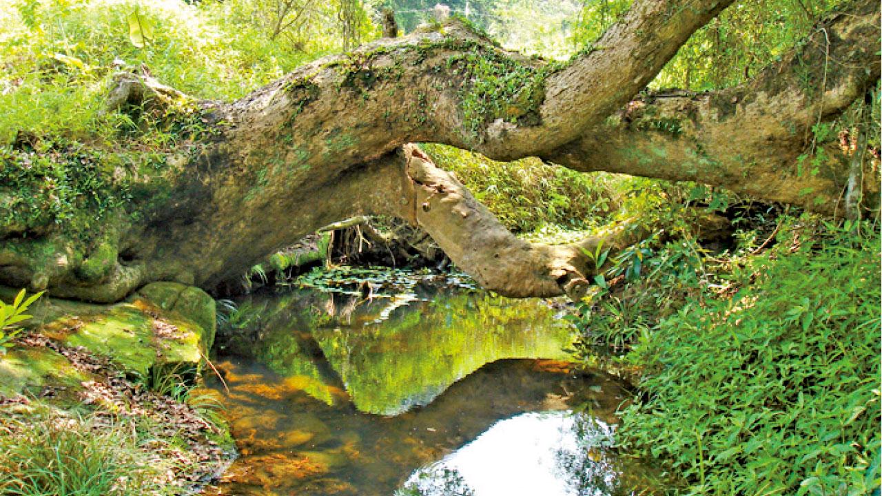 行會通過非原址換地保育沙羅洞