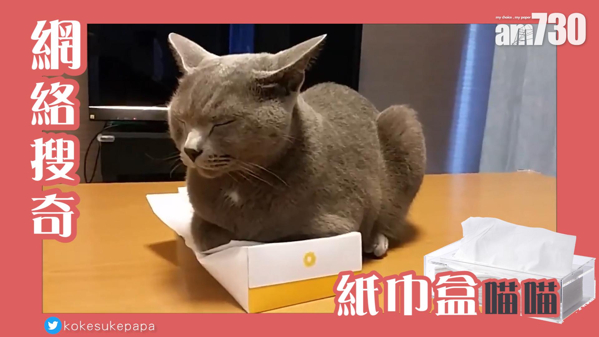 紙巾盒喵喵