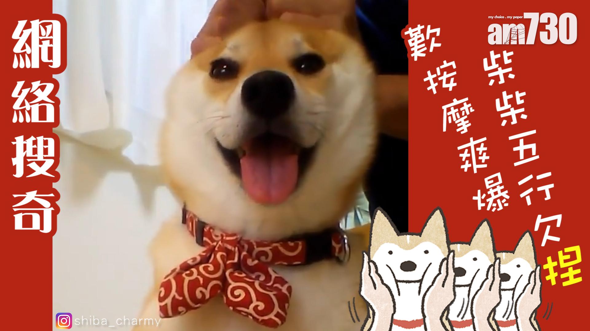 歎按摩爽爆 柴柴五行欠捏