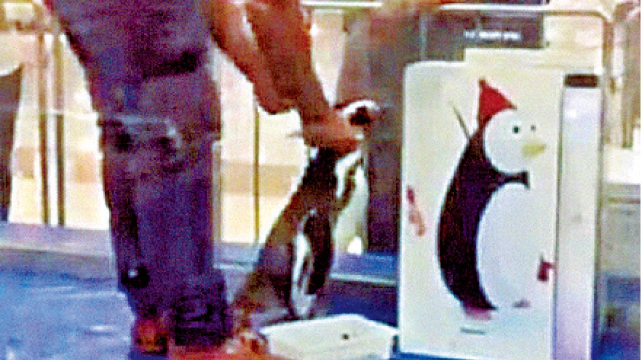 暴力餵食 鐵籠囚禁  萬達廣場涉虐企鵝海豹