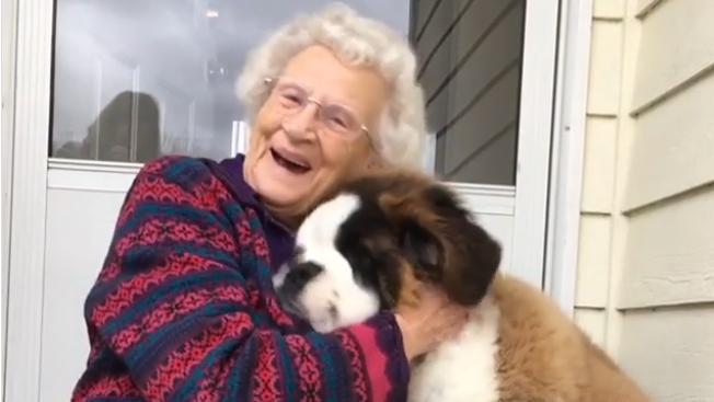 慰藉喪偶婆婆 可愛狗狗有兩頭住家