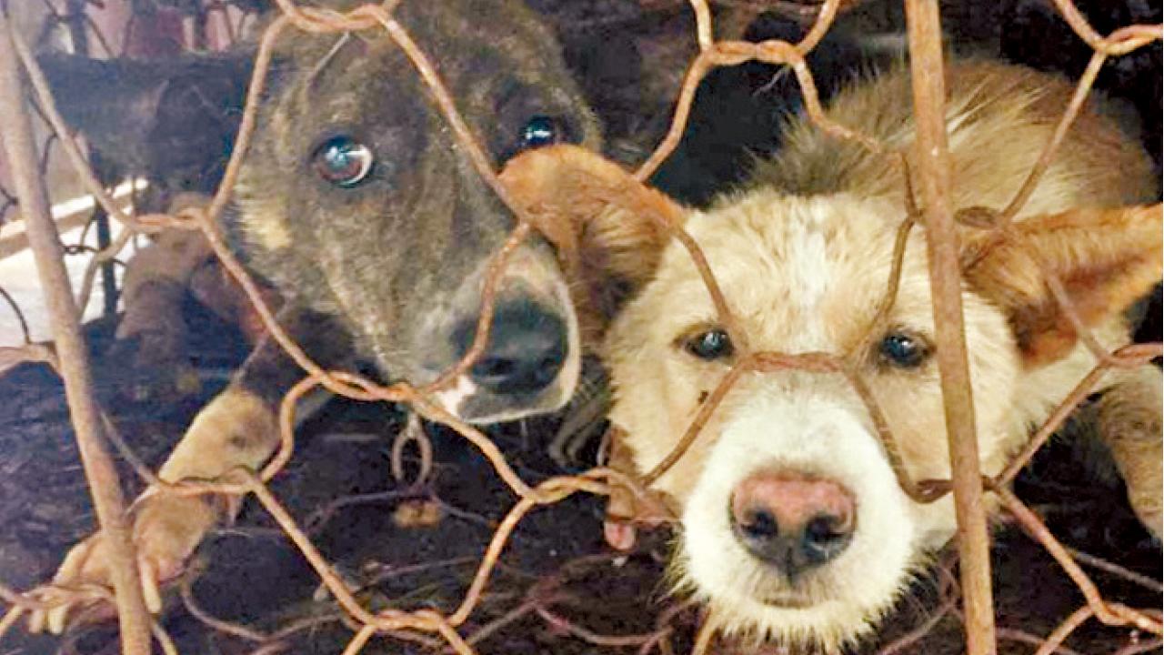 食肆低調 警方戒備  廣西玉林狗肉節照開幕