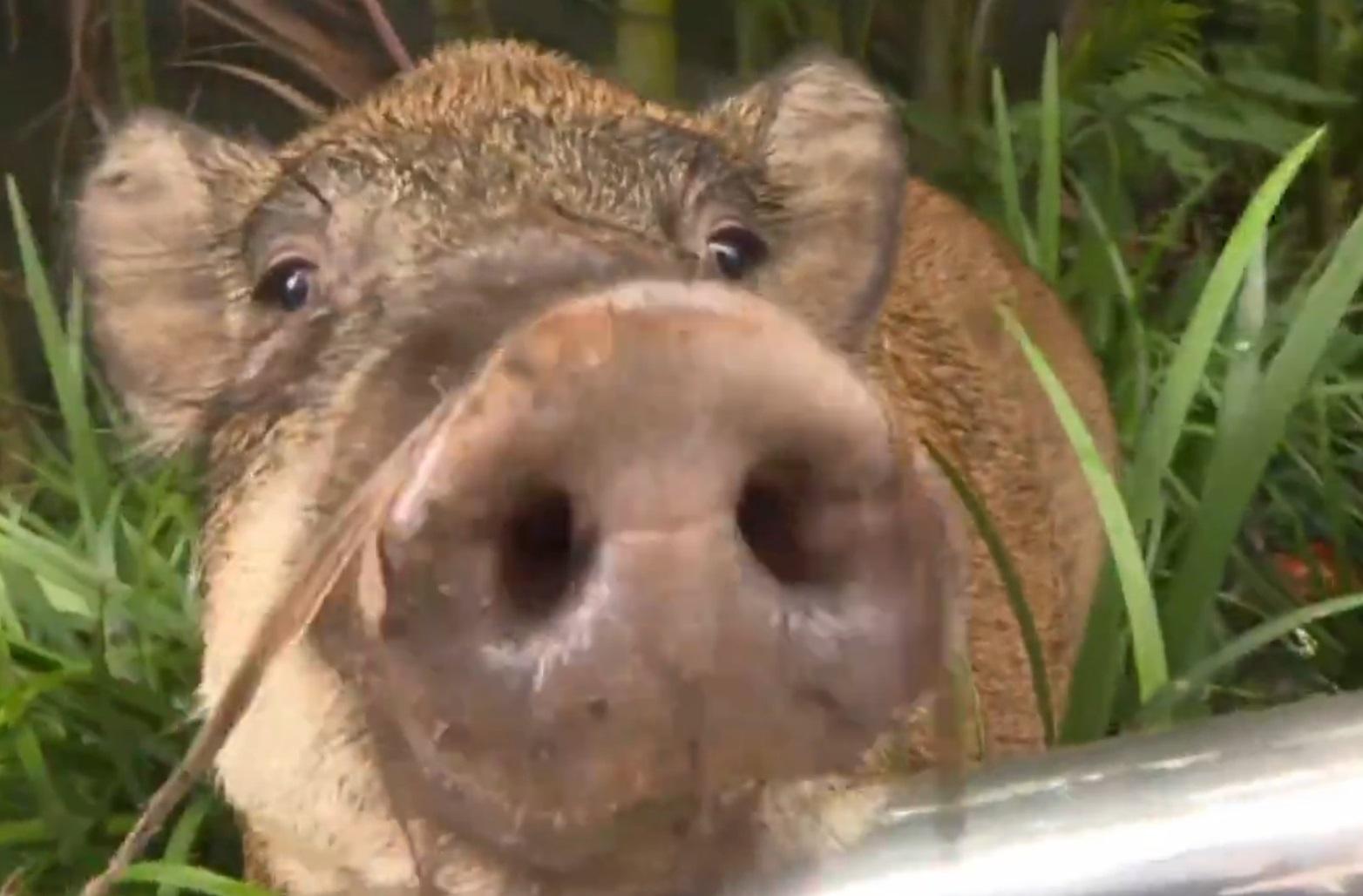 4野豬深灣道覓食玩足7小時落網