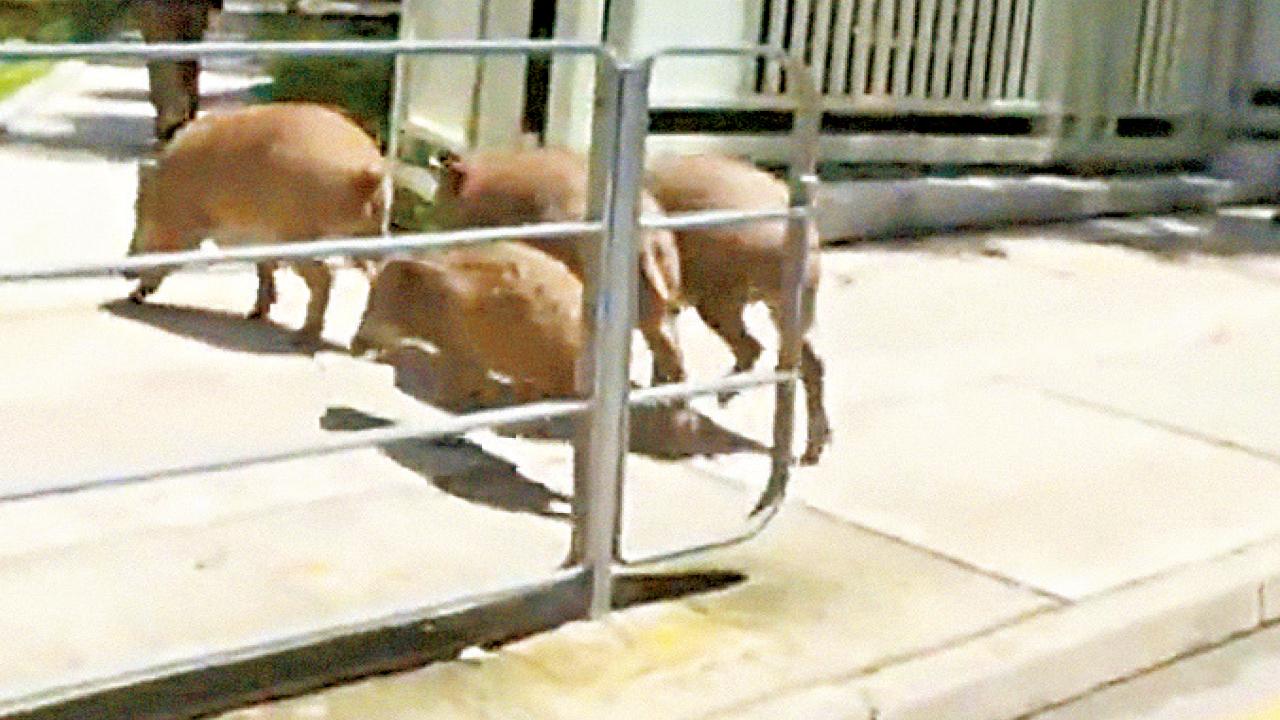 深灣道覓食  4野豬玩足7小時落網