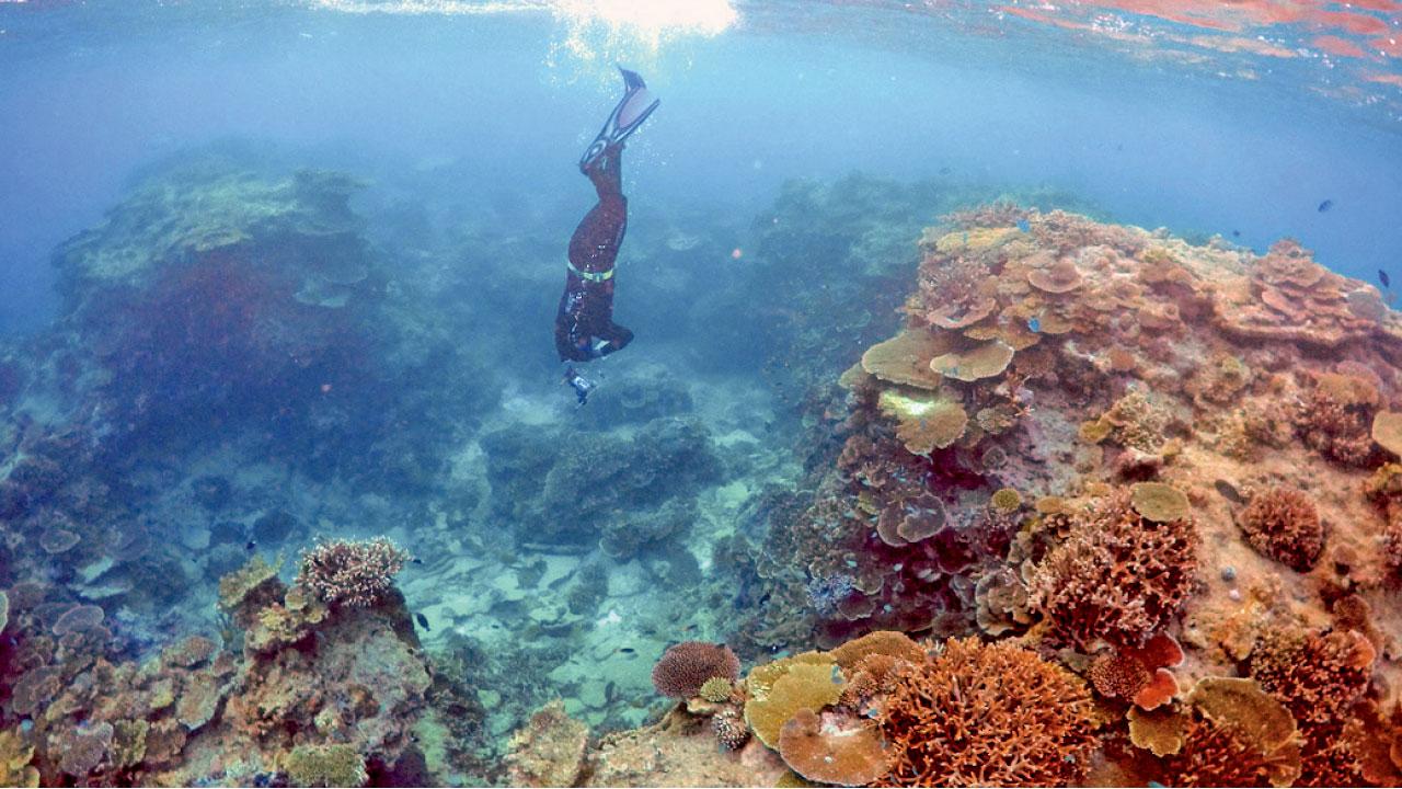 大堡礁值3317億「大到不能倒」