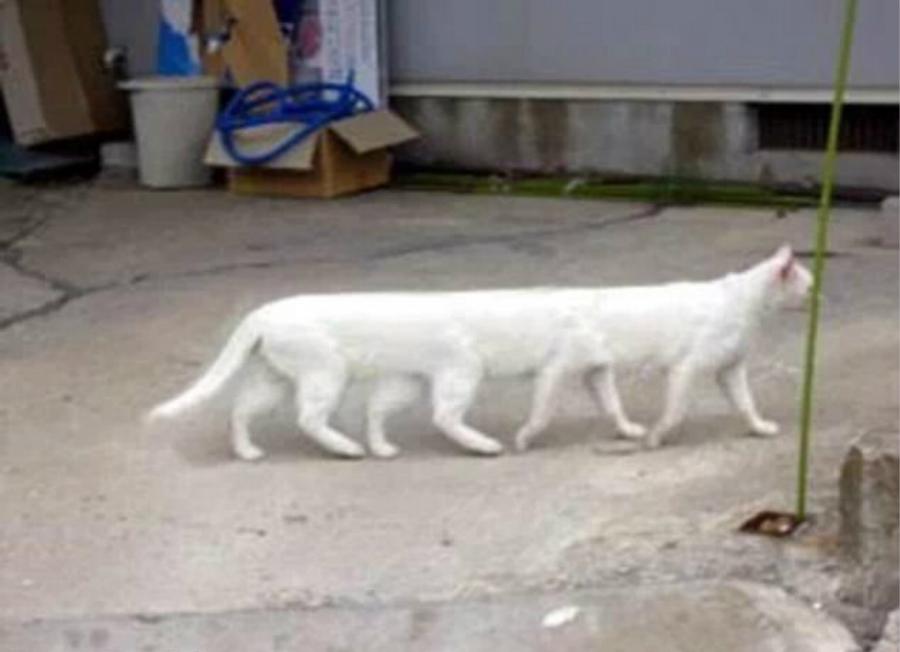 有趣的失敗全景作品