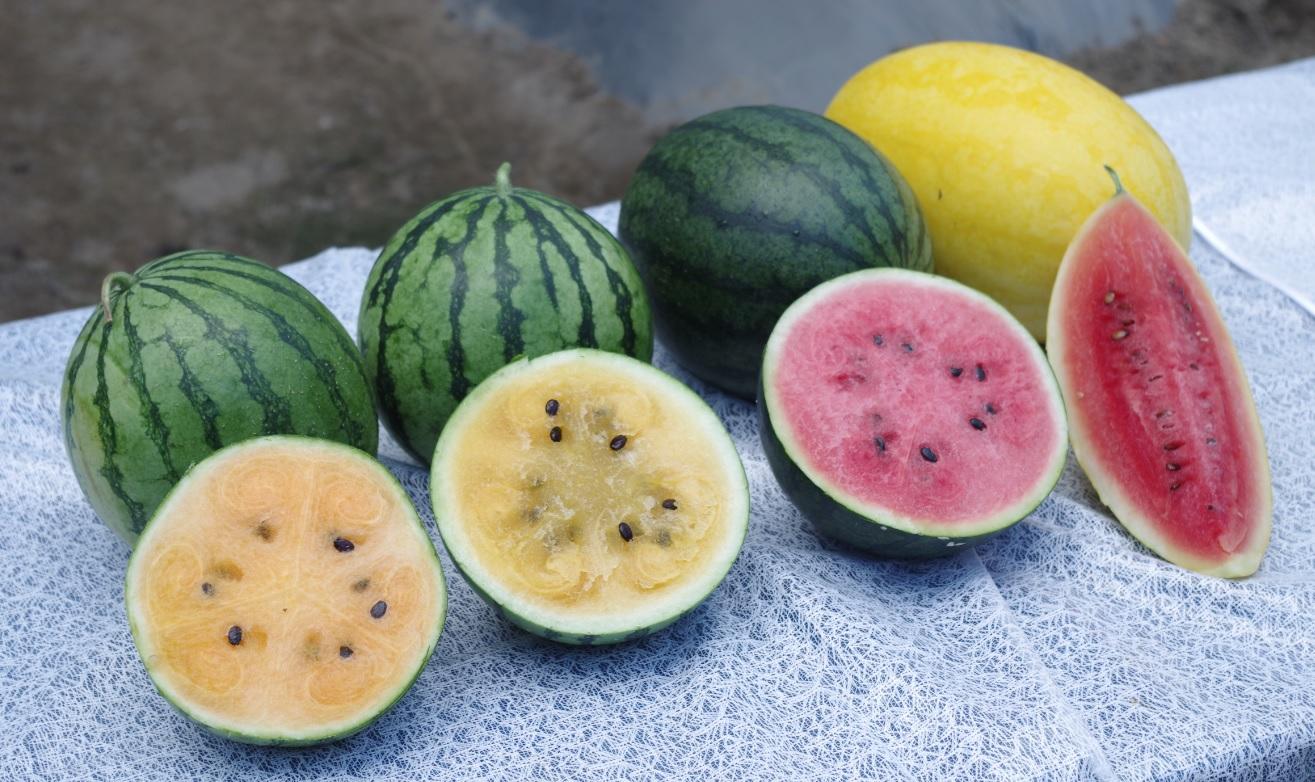 本地有機西瓜節新品種「新蘭」登場