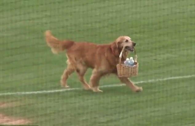 茶水金毛犬人見人愛