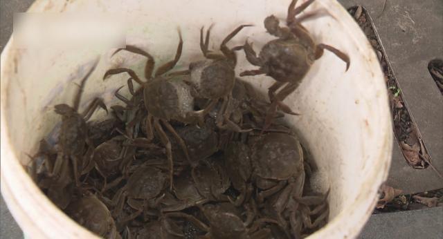 黃浦江蟹仔爬上岸 市民湧去捉