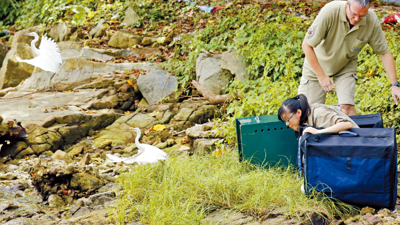 鷺鳥林修樹受傷 2雛鳥放歸大自然