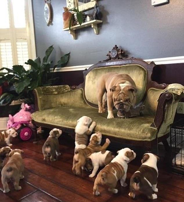 放過老竇啦 多仔狗爸無路可逃