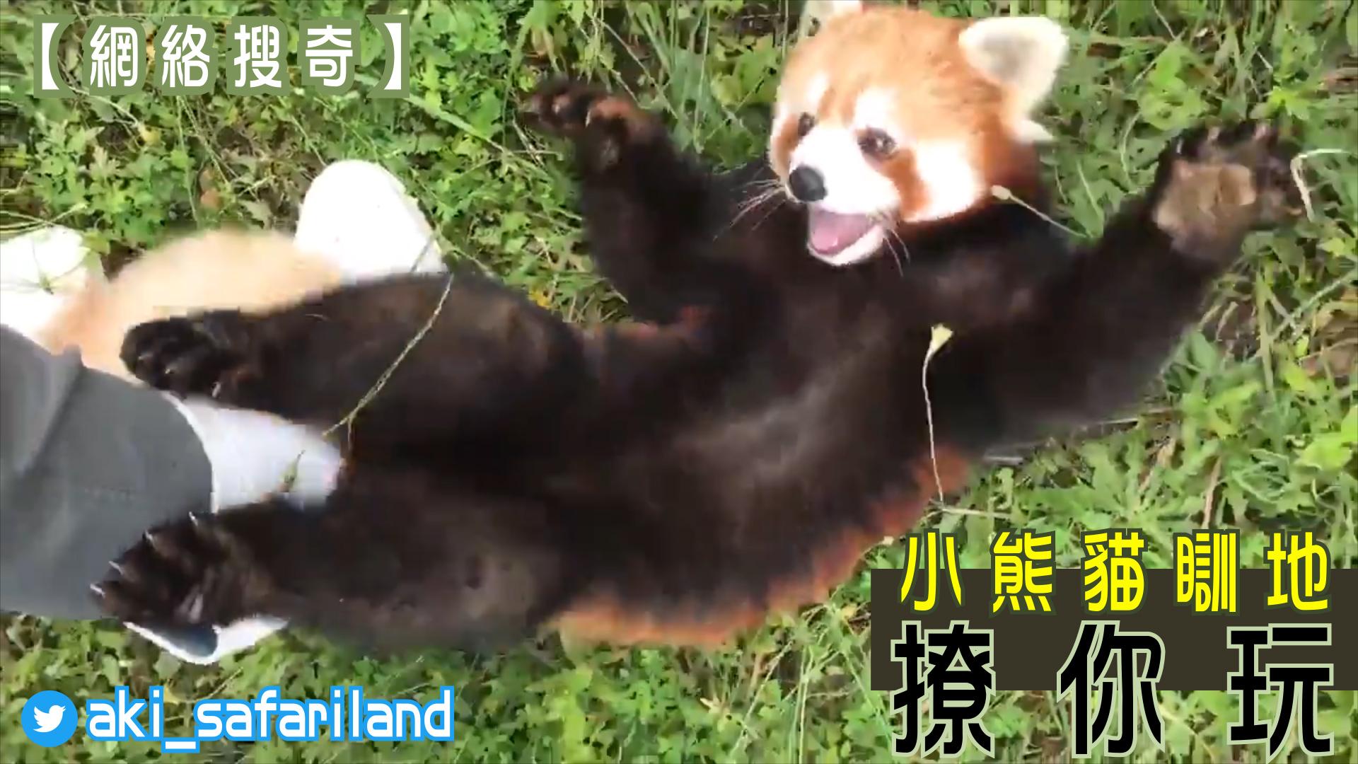 小熊貓瞓地撩你玩