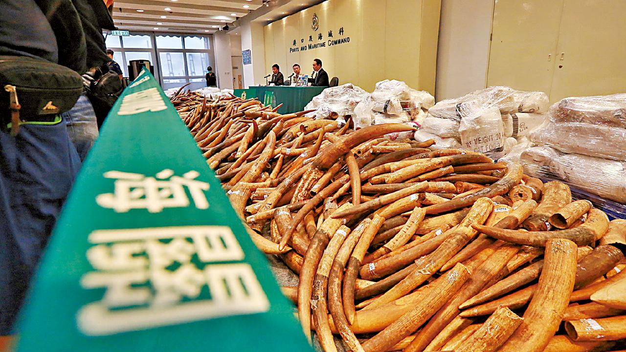 馬國運港報稱急凍魚  海關破貨櫃藏7.2噸走私象牙