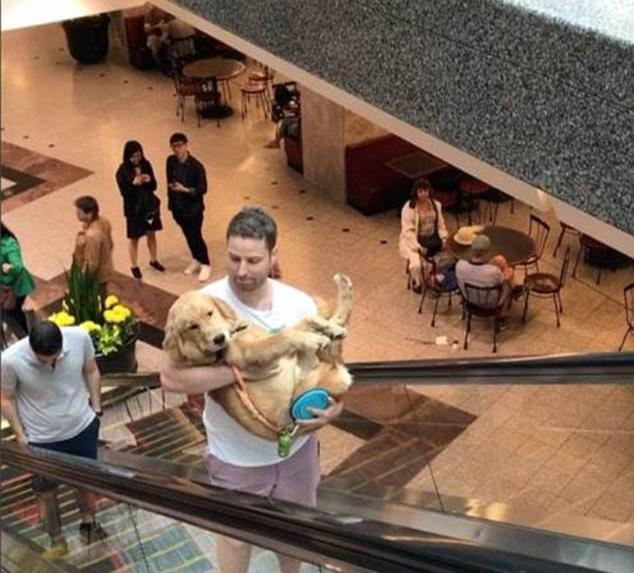 冇膽金毛怕電梯