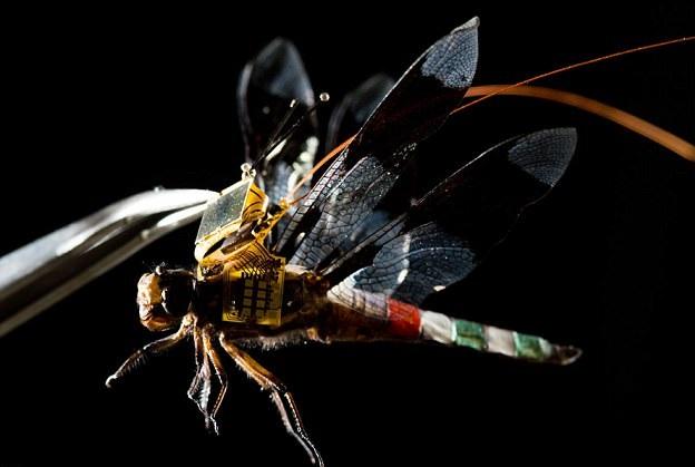 蜻蜓間諜玩跟蹤