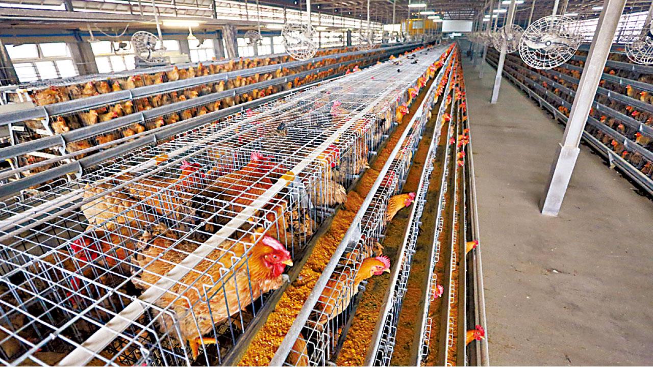 政府多項措施減抗菌素耐藥 農場使用抗生素須獸醫處方