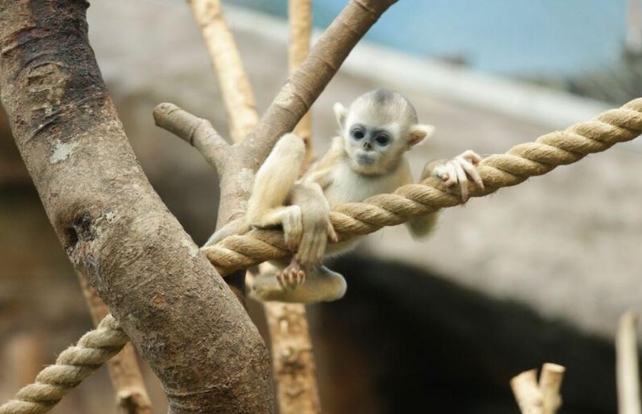 海洋公園公布川金絲猴BB叫咩名……