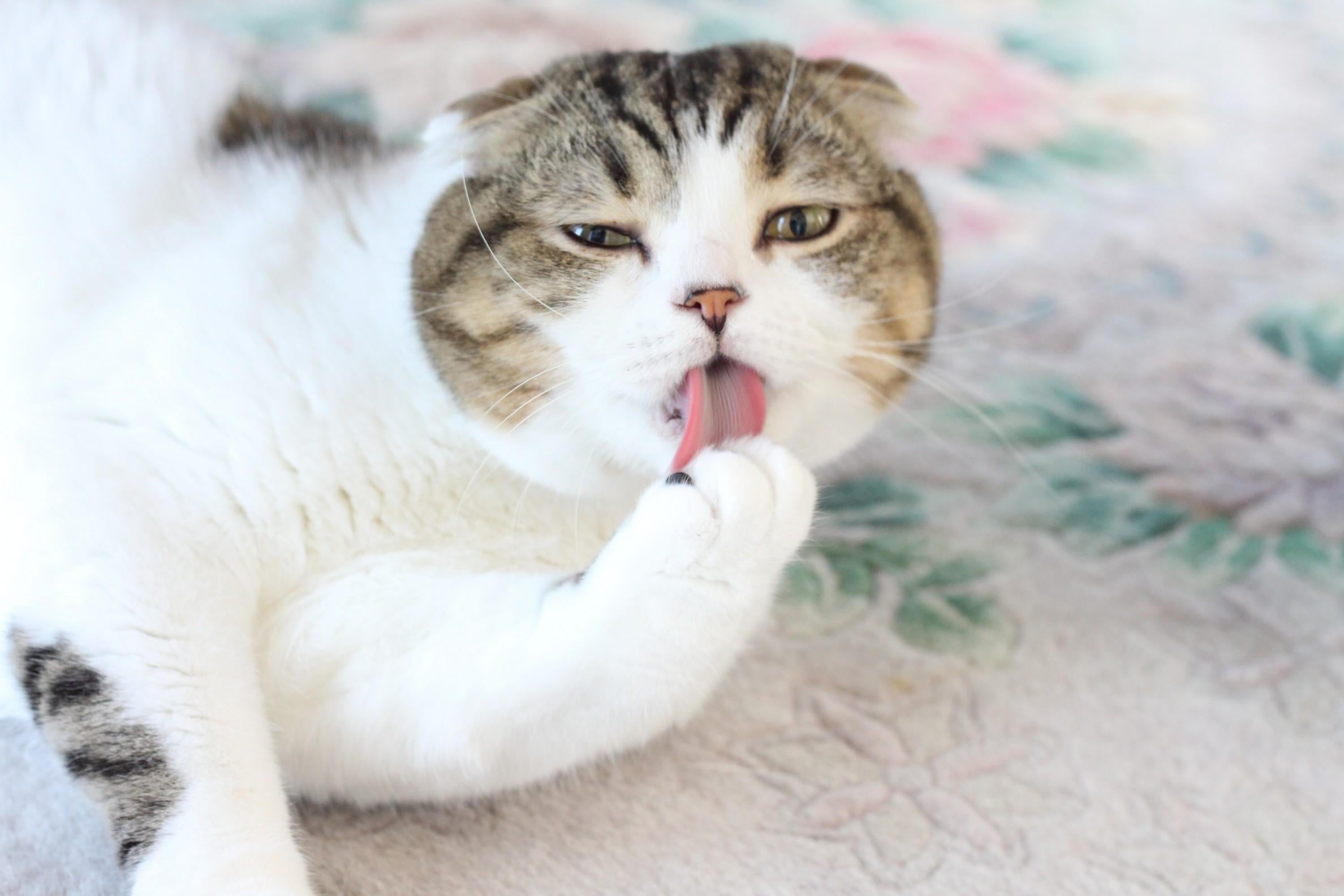 貓咪休息寫真展 進駐朗豪坊 