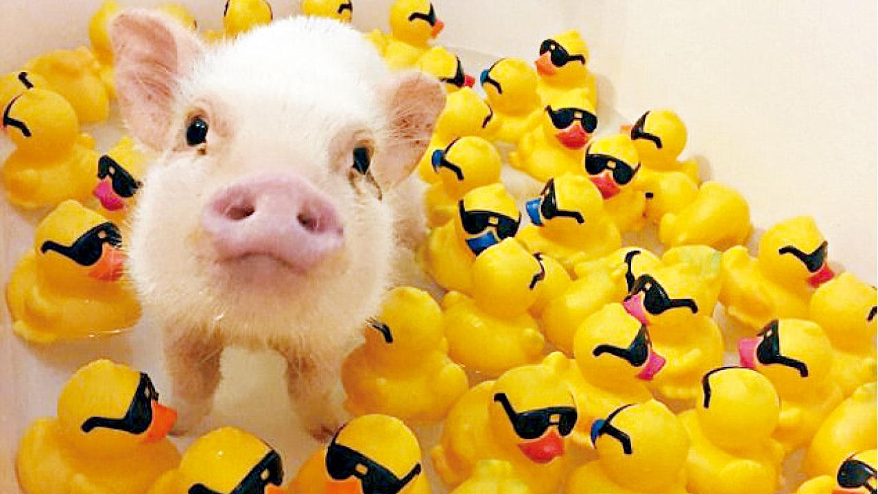 豬朋鴨友籌善餐