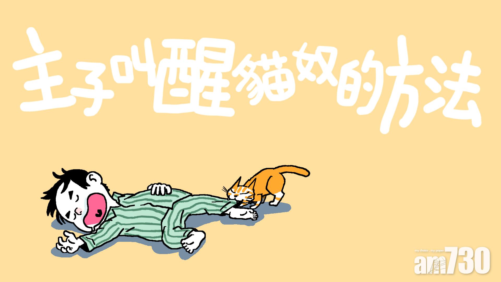 主子叫醒貓奴的方法