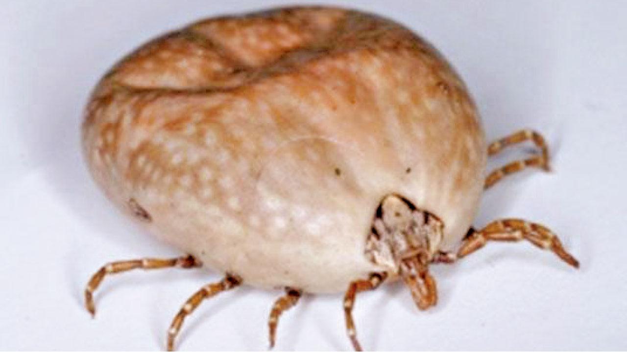 全球首例 日婦被貓咬染蜱蟲病亡