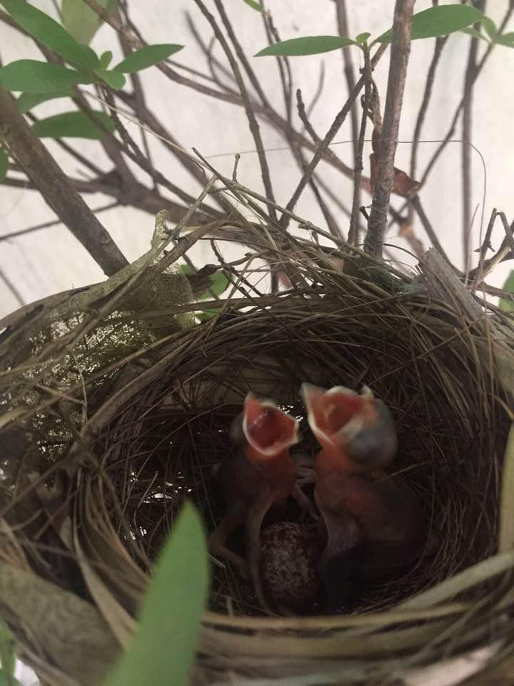 天文台又有新成員？　紅耳鵯BB出世