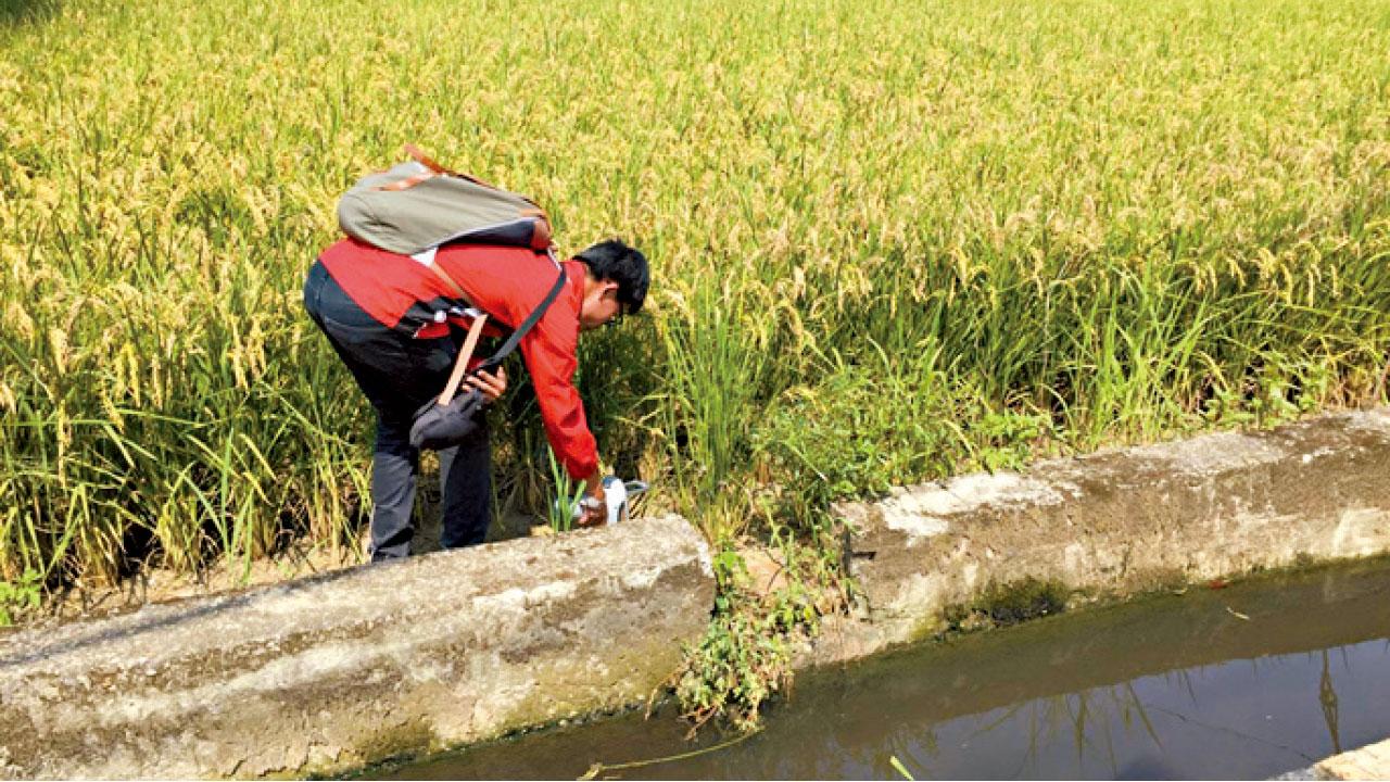 污染農地疑偷種水稻 桃園20噸毒米傳流入市面
