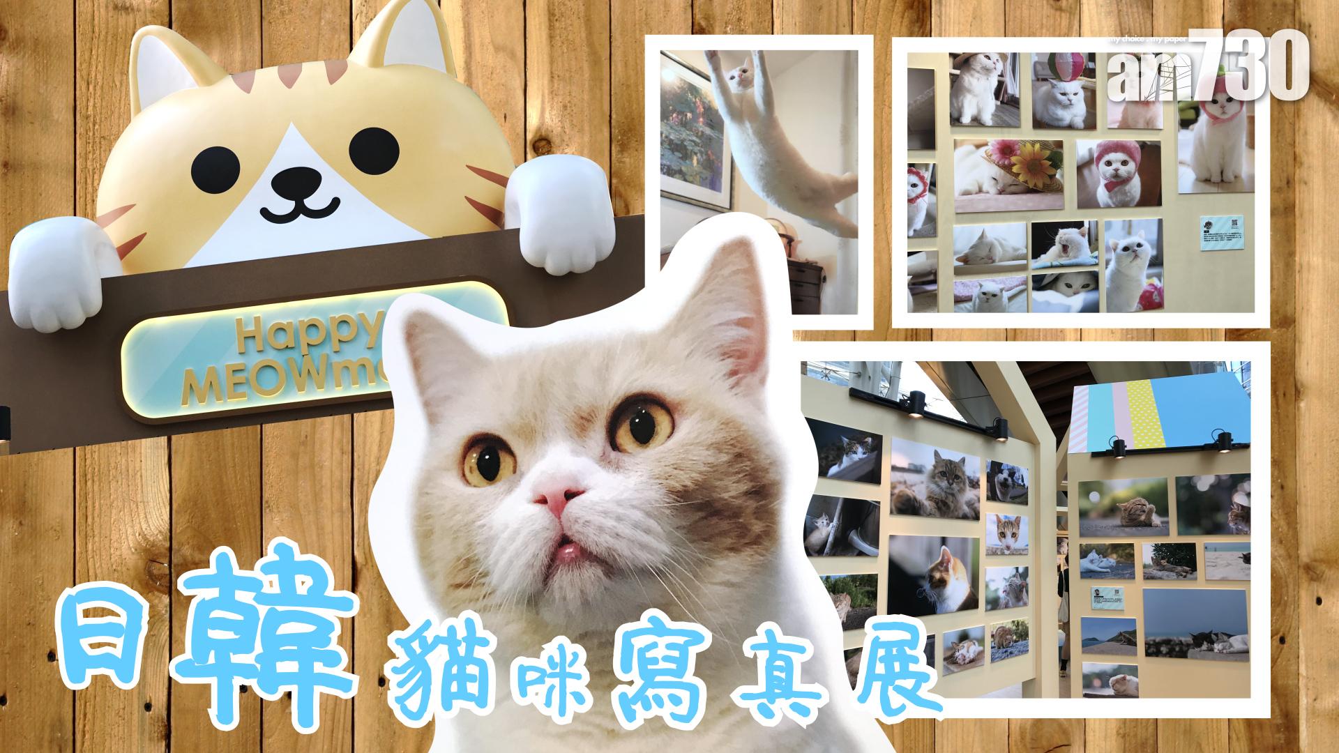 港日韓貓之夏日寫真展