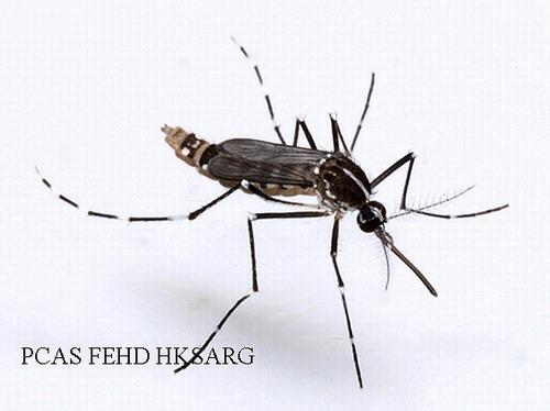 上月誘蚊產卵器指數下降至10.2%