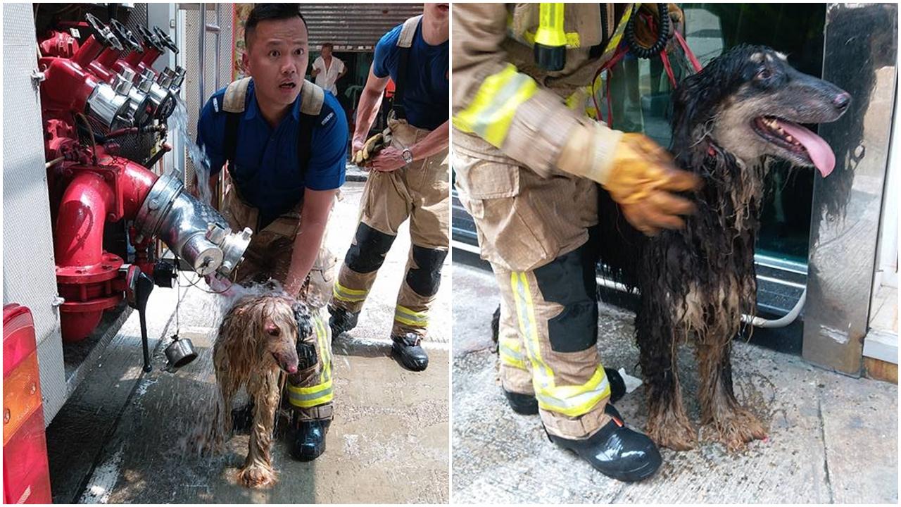 廟街火警無人受傷 獵犬1死2傷