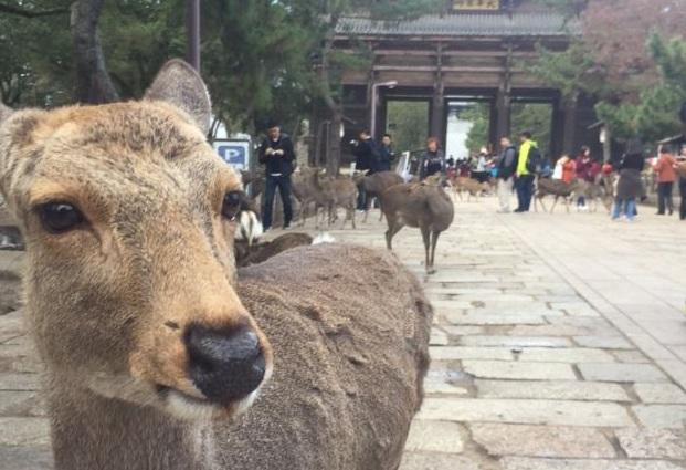 奈良野鹿破壞農作物 當局下令圍捕