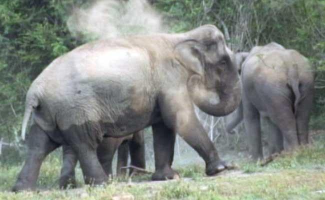 城市化致棲息地被佔 印大象老虎日殺一人