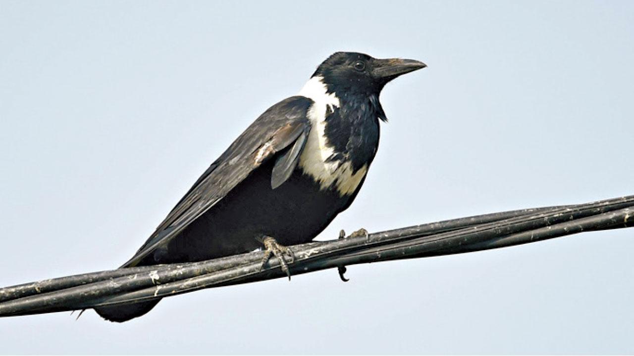 白頸鴉數量大跌  團體倡列易危級別