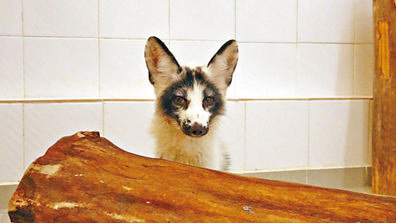 塘福狐狸屬赤狐 海洋公園難長遠照顧