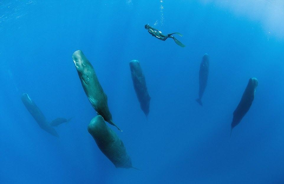 深層睡眠 抹香鯨棟篤瞓