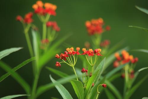網購鮮花束含未經處理毒花 北京3人過敏