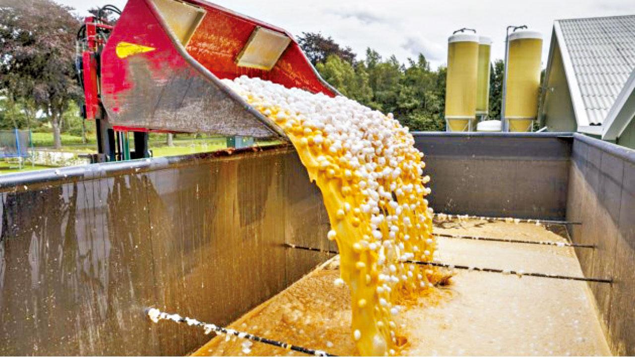 雞肉恐同受殺蟲劑污染 荷蘭毒雞蛋流入歐六國