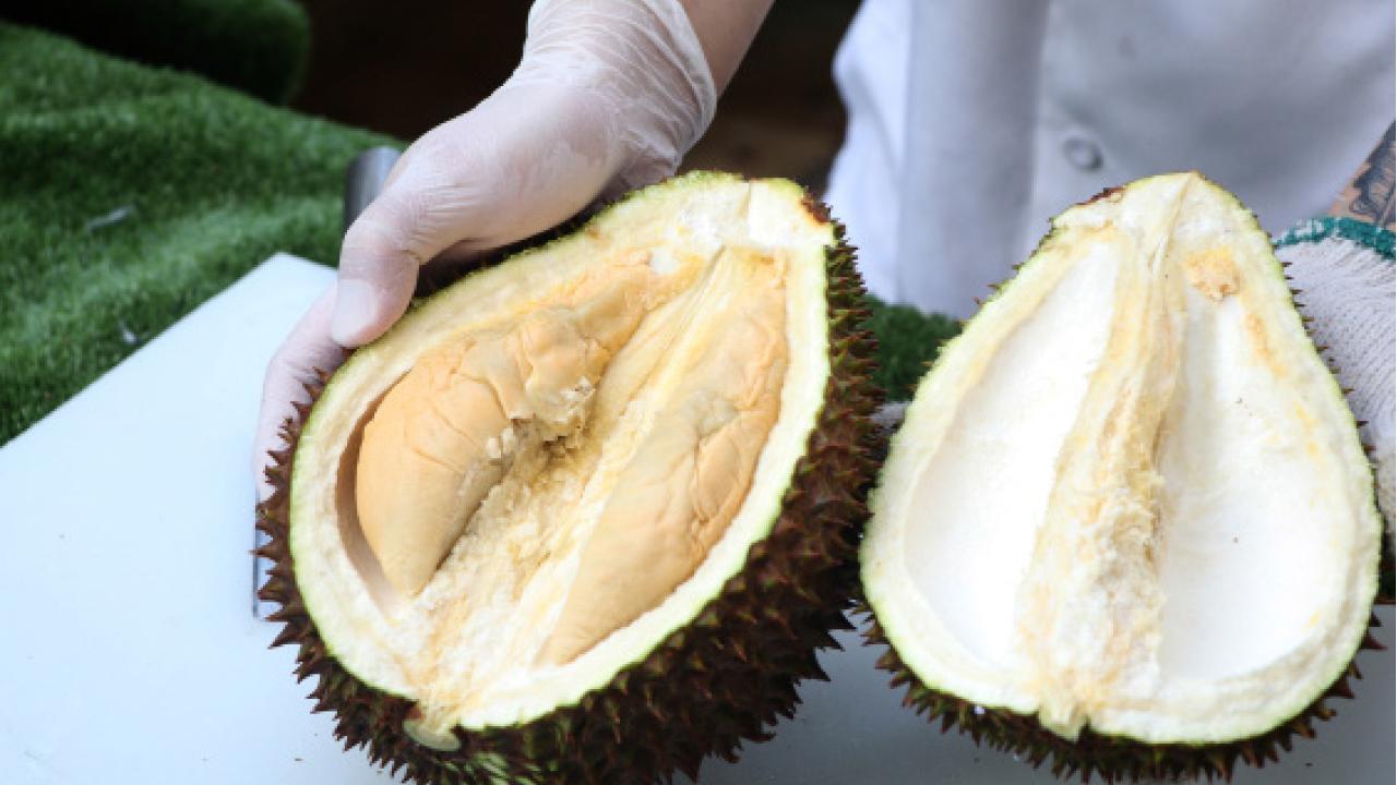 流連於榴槤世界流連忘返