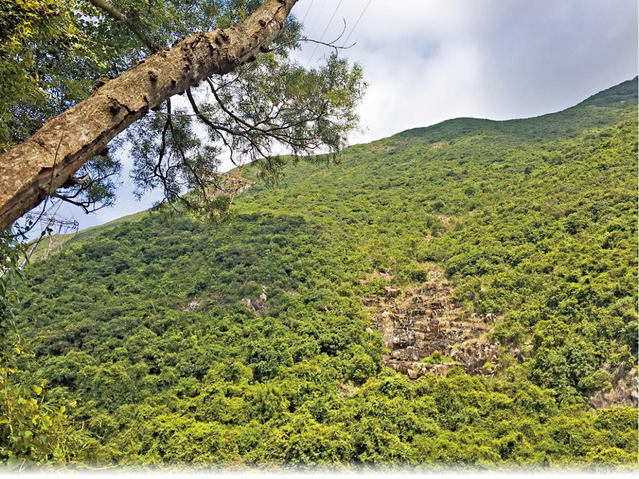Trail Run~呼吸林中涼意  香港仔上水塘道越野跑