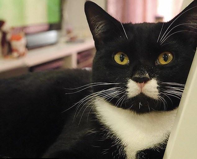 煲呔貓自備踢死兔