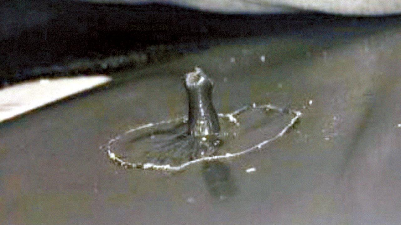 英童乘車必哭 父母年半始知座椅有刺