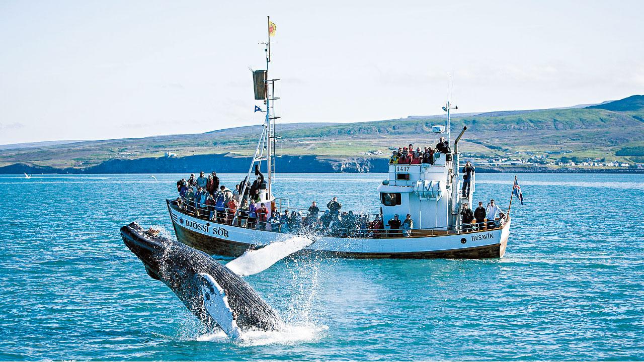 胡薩維克觀鯨 眾望所歸