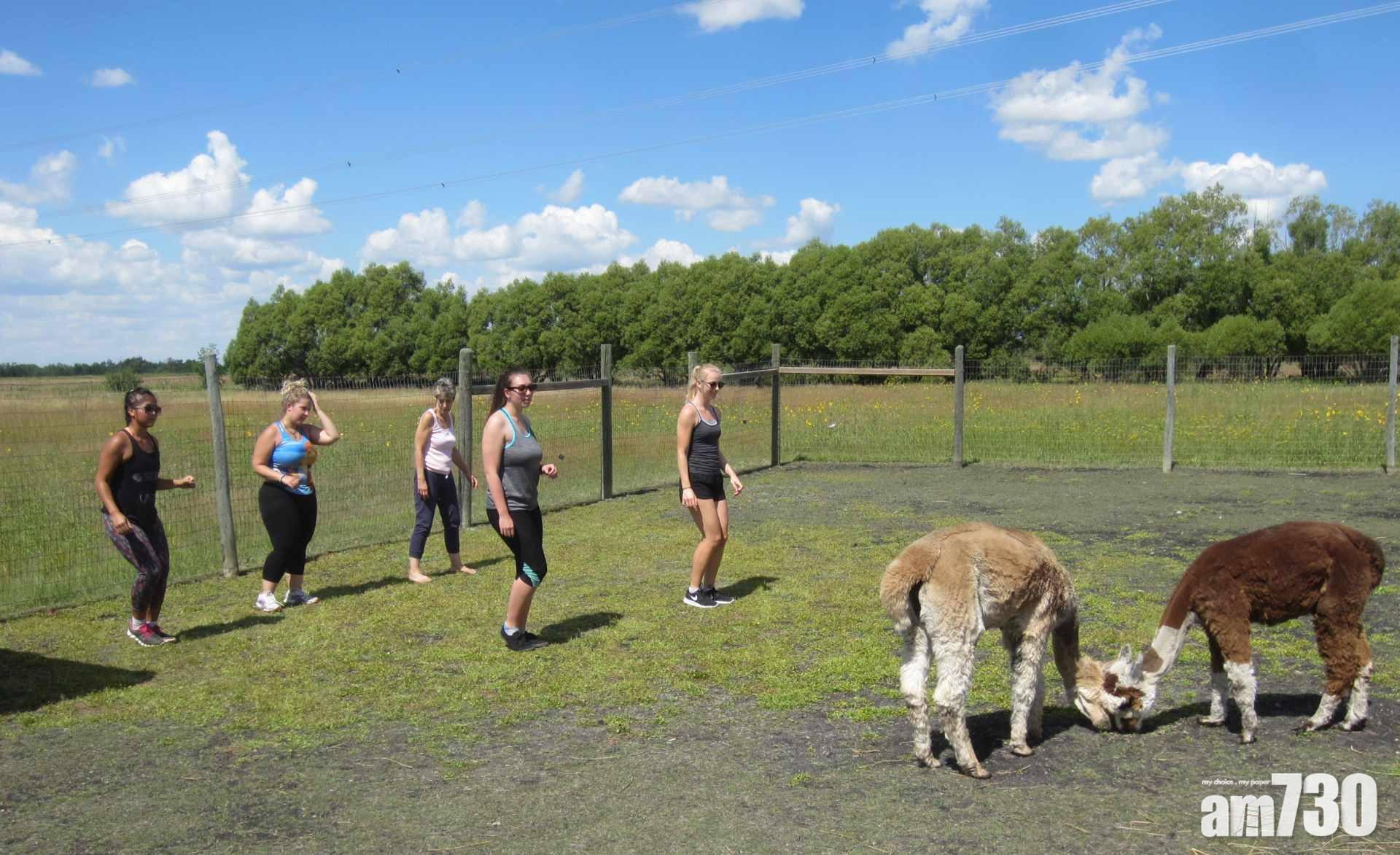 搞笑農場課程 草泥馬陪你跳舞