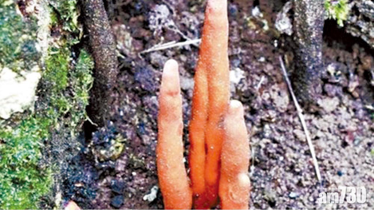 外形似火燄 仙台現最強毒菇