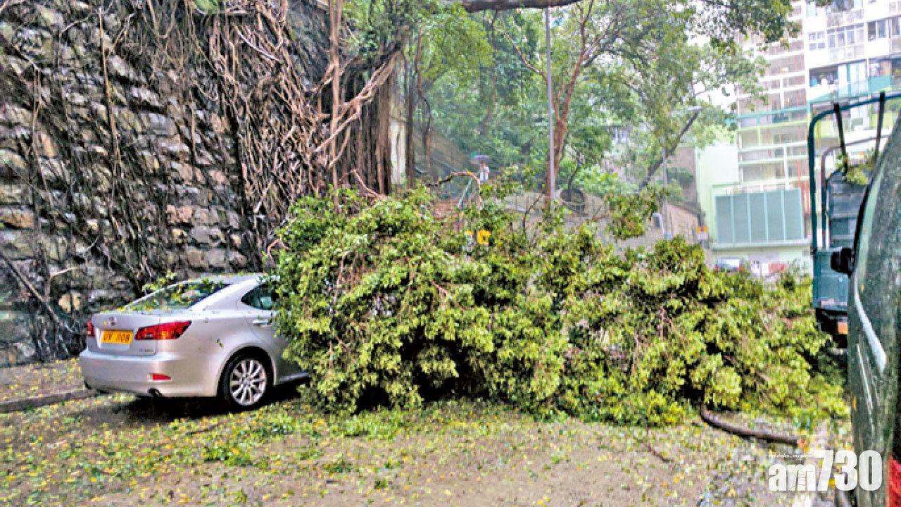 港島石牆樹冧樹幹壓私家車