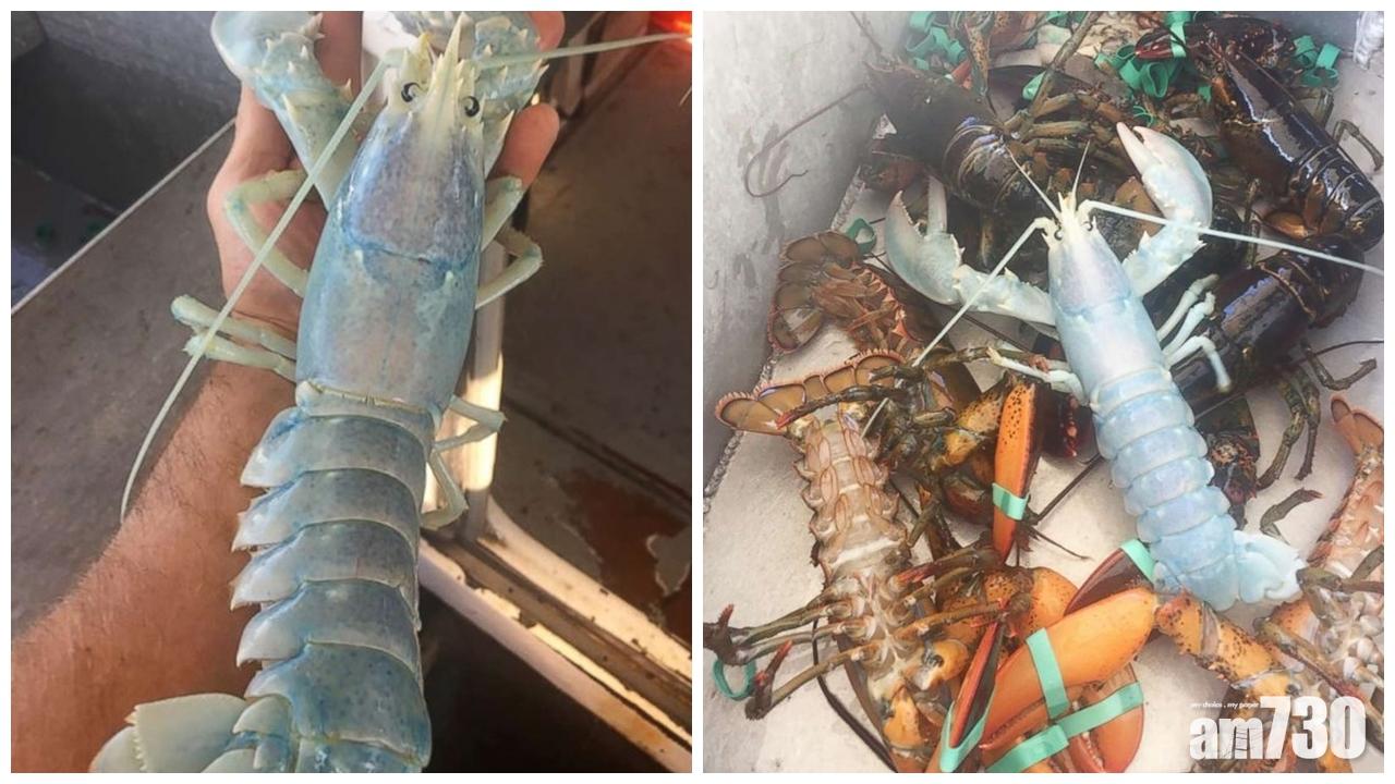 美國漁民捕獲罕有半透明藍白色龍蝦