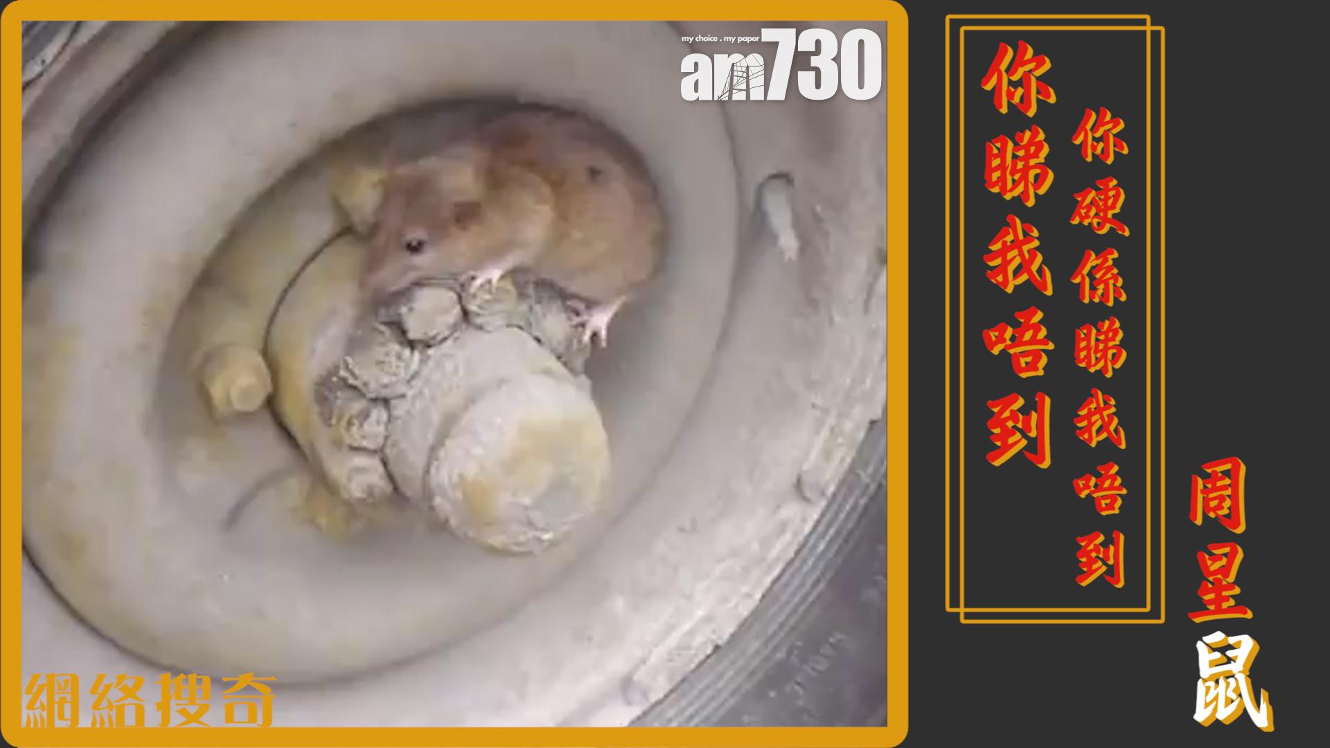 老鼠：你睇我唔到 你睇我唔到……