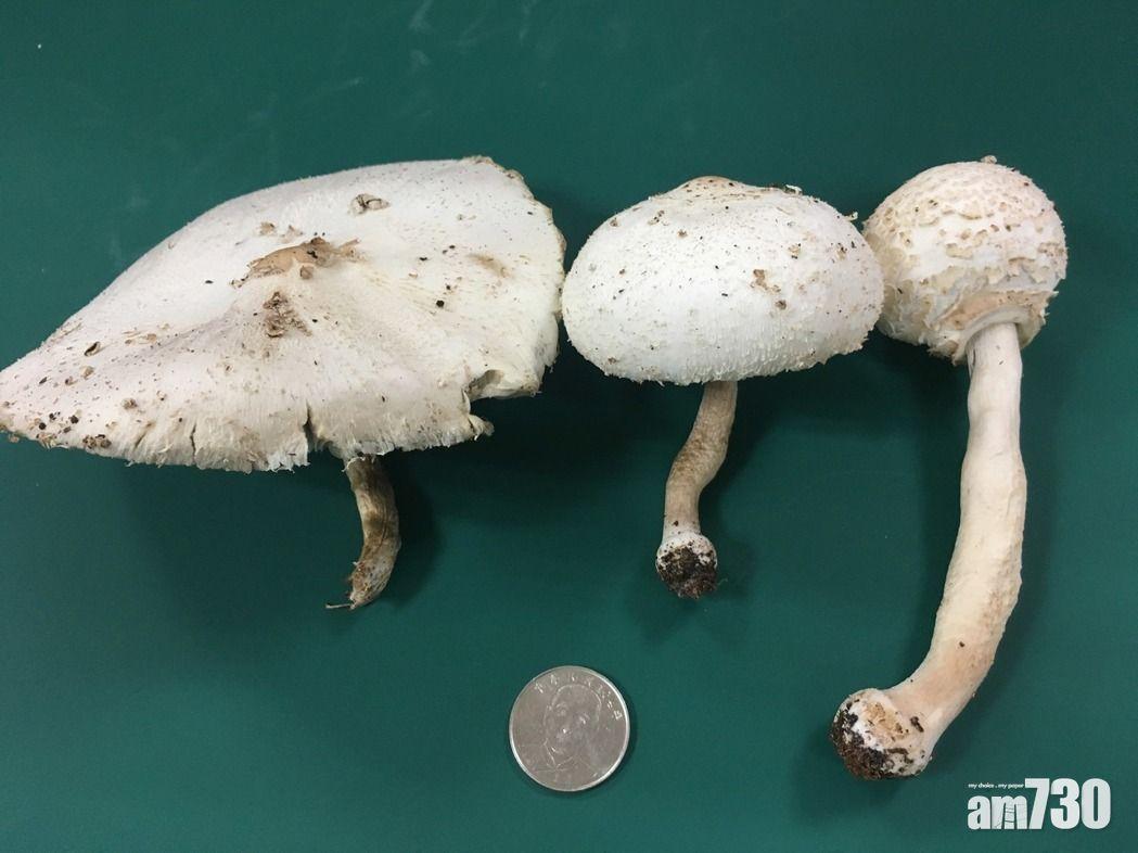 台翁誤採有毒綠褶菇 一家3口上吐下瀉送院