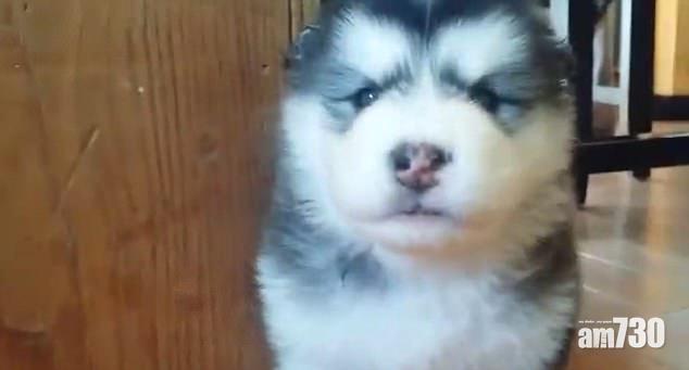 【有片】主人教咆哮學唔識 阿拉斯加雪橇犬沮喪了