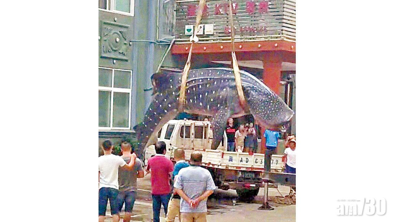 斬件賣瀕危鯨鯊 一涉案男子被捕